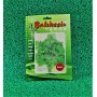 MAYDANOZ TOHUMU (BEZİRCİ)  25GR